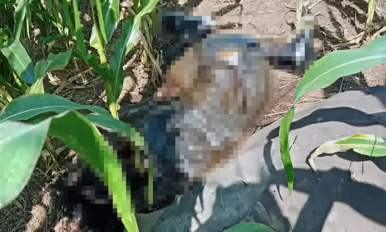 Kondisi mayat saat ditemukan di kebun jagung (foto: ist)