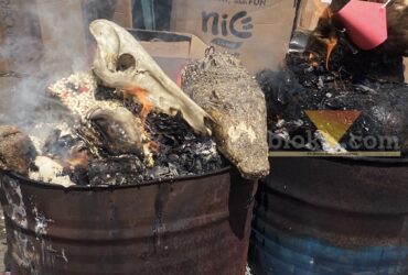 Beruang Madu hingga Tengkorak Babi Rusa Dimusnahkan di Malang, Terungkap Dijual via Medsos Perdagangan Hewan