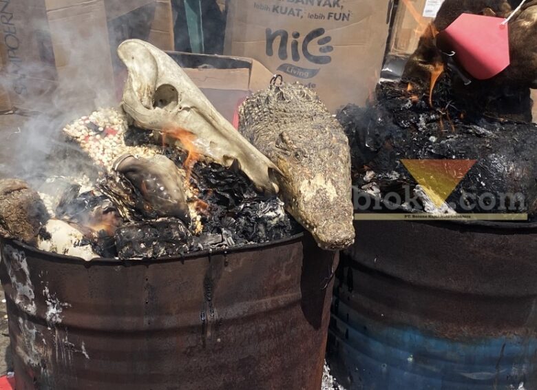 Beruang Madu hingga Tengkorak Babi Rusa Dimusnahkan di Malang, Terungkap Dijual via Medsos Perdagangan Hewan