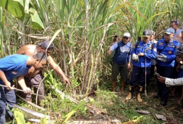 Damkar Kabupaten Malang Evakuasi Dua Ular Sanca Sepanjang 4 Meter di Donomulyo