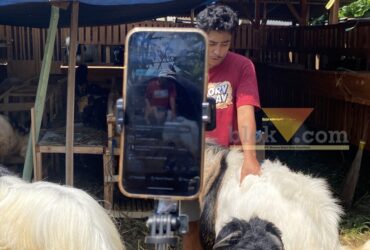 Bermodal Live TikTok, Penjualan Kambing Kurban Kota Malang Tembus Luar Kota