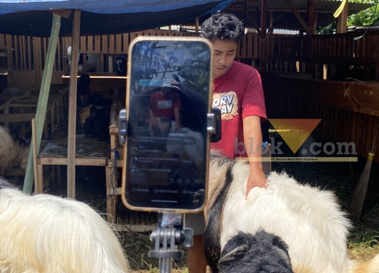 Bermodal Live TikTok, Penjualan Kambing Kurban Kota Malang Tembus Luar Kota