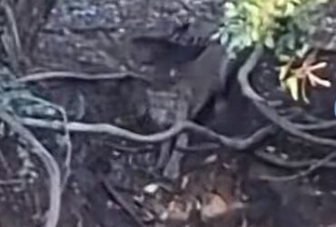 Viral di TikTok, Satwa Diduga Macan Terekam di Hutan Cangar
