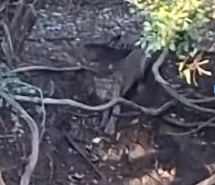 Viral di TikTok, Satwa Diduga Macan Terekam di Hutan Cangar