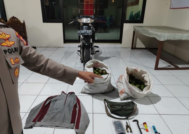 Barang bukti dugaan pencurian jeruk di Turen, Kabupaten Malang (Humas Polres)