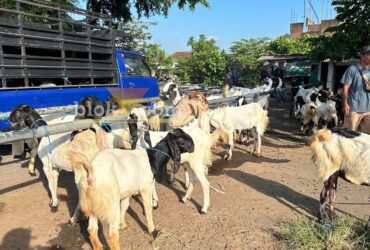 Suasana Pasar Hewan di Kecamatan Kepanjen, Kabupaten Malang. (blok-a.com / Berril Labiq)