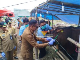 Wali Kota Malang, Wahyu Hidayat saat memberi stiker tanda hewan kurban dinyatakan sehat (blok-a.com / Yogga Ardiawan)