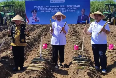 Gubernur Jatim, Khofifah Indar Parawansa bersama Bupati Malang, HM Sanusi saat bongkar ratoon di Kecamatan Gondanglegi, Kabupaten Malang (foto: istimewa)