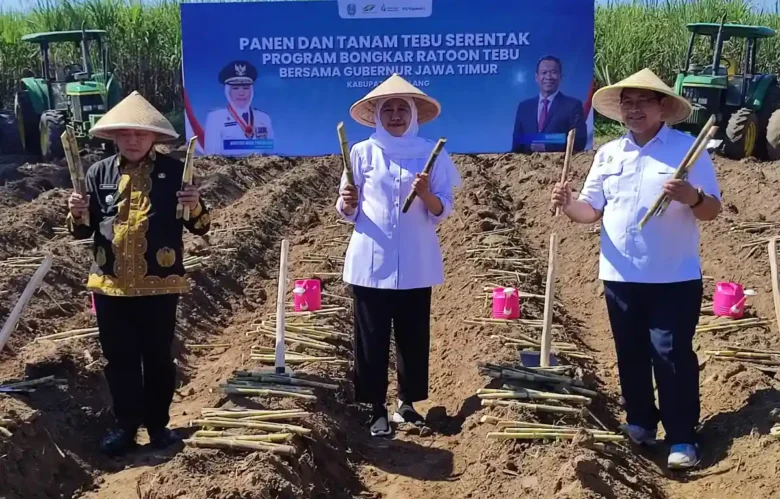 Gubernur Jatim, Khofifah Indar Parawansa bersama Bupati Malang, HM Sanusi saat bongkar ratoon di Kecamatan Gondanglegi, Kabupaten Malang (foto: istimewa)