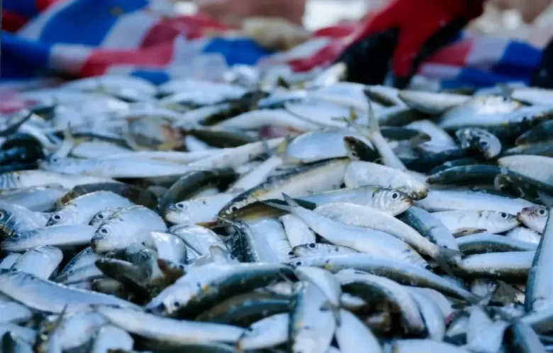 Pujiharjo Sumbang 83 Persen Produksi Ikan Layur Kabupaten Malang (foto: wikipedia)