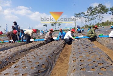 Pemkab Malang Siapkan 60 Hektare Lahan untuk Pembenihan Bawang Putih (blok-a.com / Yogga Ardiawan)