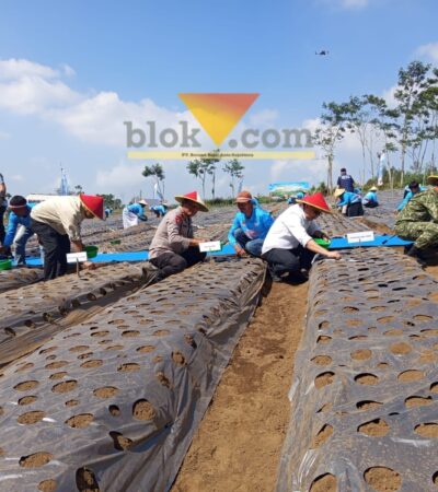 Pemkab Malang Siapkan 60 Hektare Lahan untuk Pembenihan Bawang Putih (blok-a.com / Yogga Ardiawan)