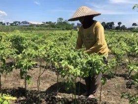 Hadapi El Nino, petani Kabupaten Malang andalkan pengaturan pola tanam (foto: Istimewa)