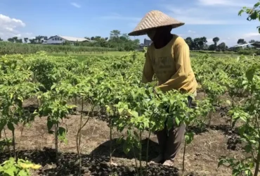 Hadapi El Nino, petani Kabupaten Malang andalkan pengaturan pola tanam (foto: Istimewa)