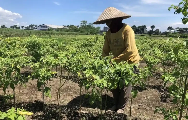 Hadapi El Nino, petani Kabupaten Malang andalkan pengaturan pola tanam (foto: Istimewa)