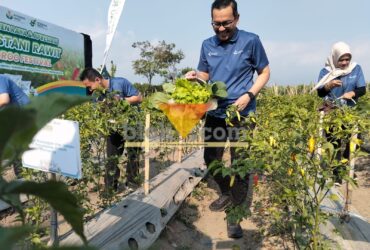 Direktur Keuangan dan Umum Petrokimia Gresik, Adityo Wibowo dalam kegiatan Pestani Rawit Groo Festival (blok-a.com / Yogga Ardiawan)