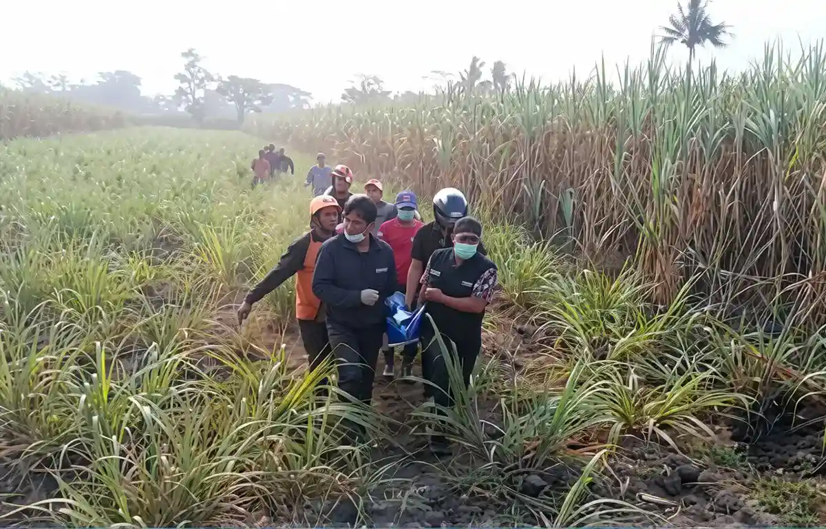 Kebakaran Ladang Tebu di Kendalpayak Malang, Pemilik Lahan Tewas Terjebak Api