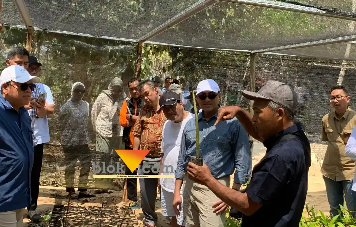 BAKN dan OJK Siapkan Perdagangan Karbon Berbasis Komunitas, Mangrove Clungup Malang Jadi Pionir