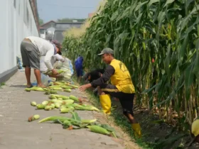 Lahan sempit brandgang Lapas Malang hasilkan 4 kuintal jagung (foto: istimewa)
