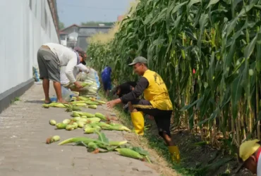 Lahan sempit brandgang Lapas Malang hasilkan 4 kuintal jagung (foto: istimewa)