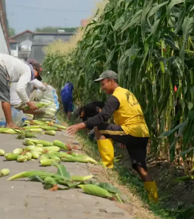 Lahan sempit brandgang Lapas Malang hasilkan 4 kuintal jagung (foto: istimewa)
