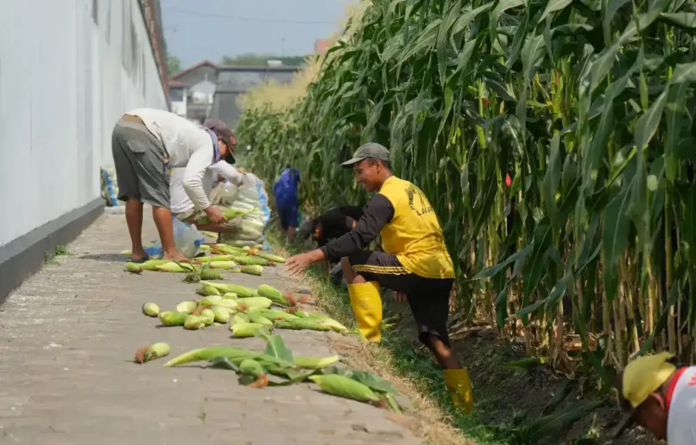 Lahan sempit brandgang Lapas Malang hasilkan 4 kuintal jagung (foto: istimewa)
