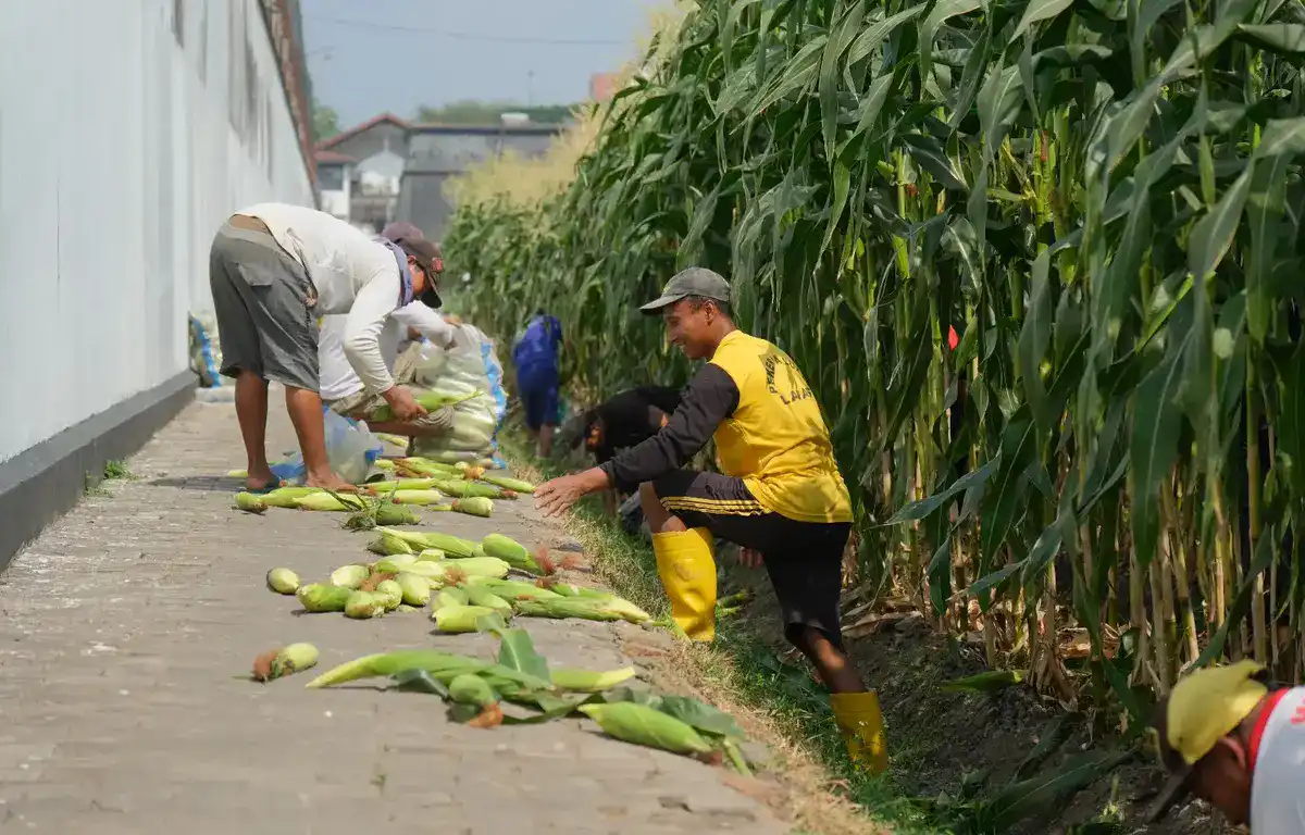 Lahan Sempit Brandgang Lapas Malang Hasilkan 4 Kuintal Jagung